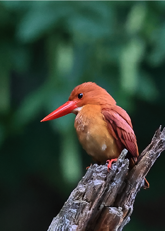 アカショウビン