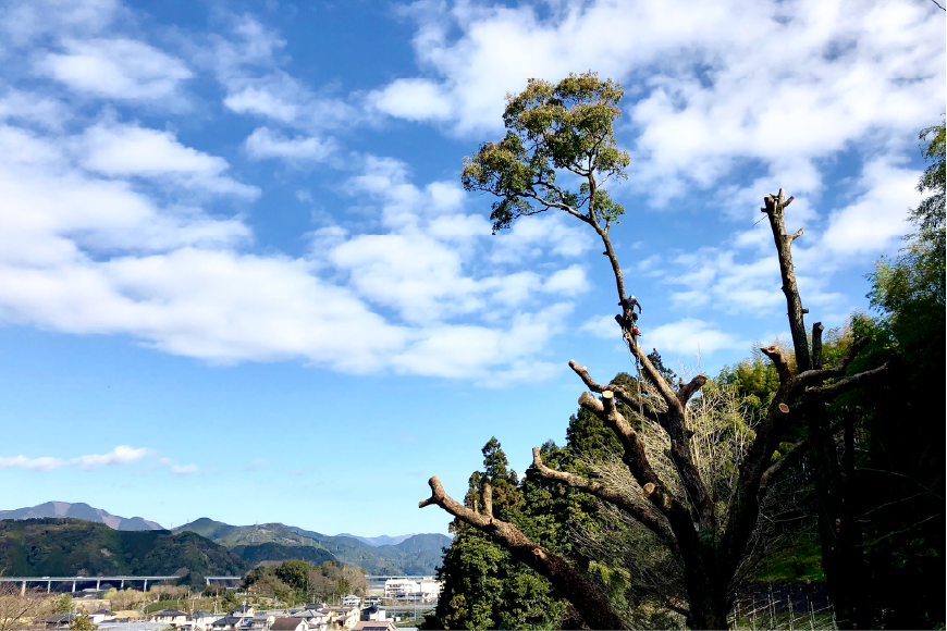 特殊伐採の様子