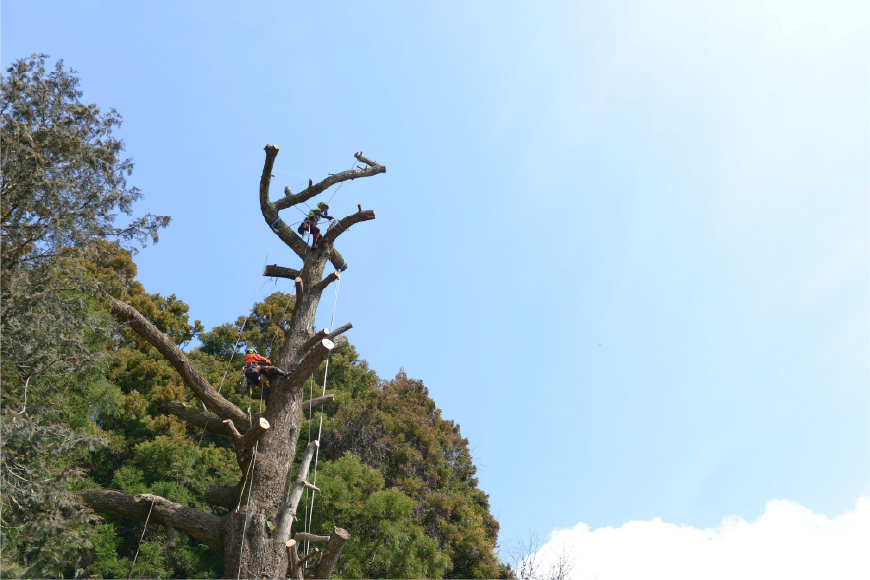 特殊伐採の様子